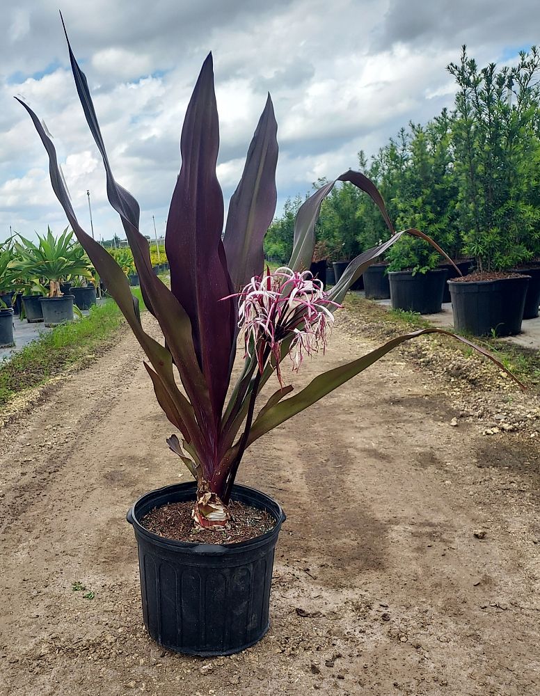 crinum-augustum-queen-emma-crinum-lily-queen-emma