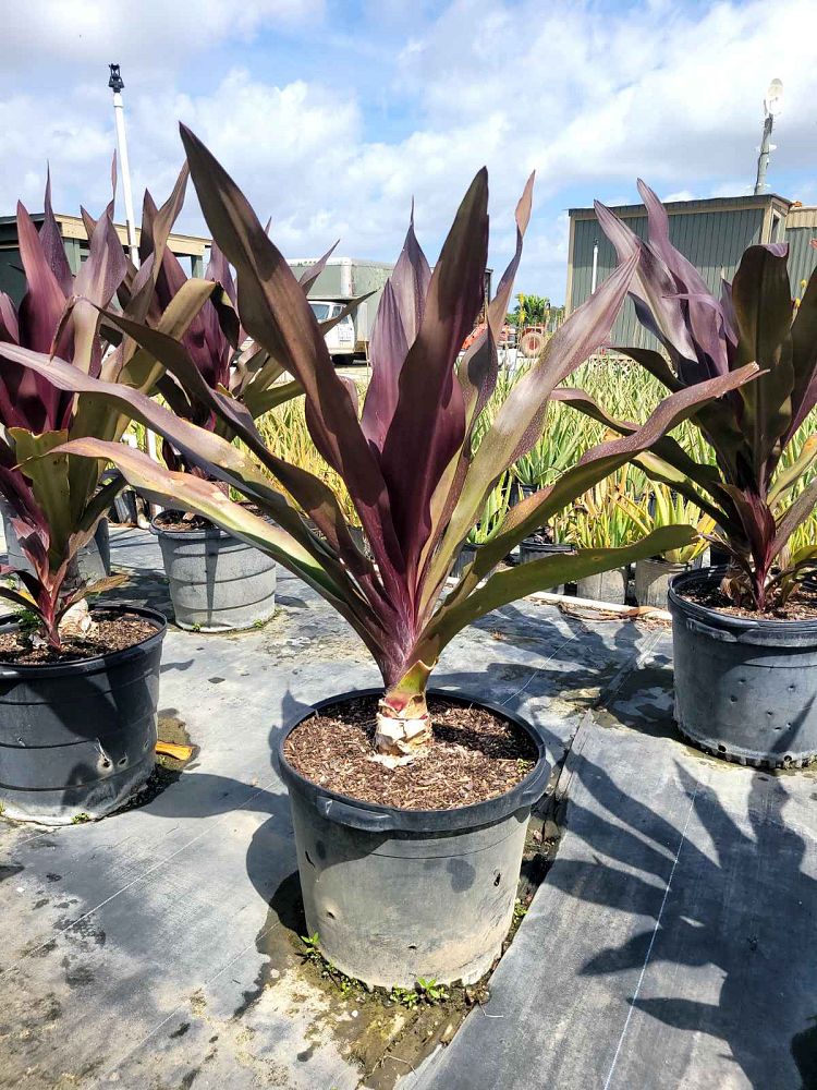 crinum-augustum-queen-emma-crinum-lily-queen-emma