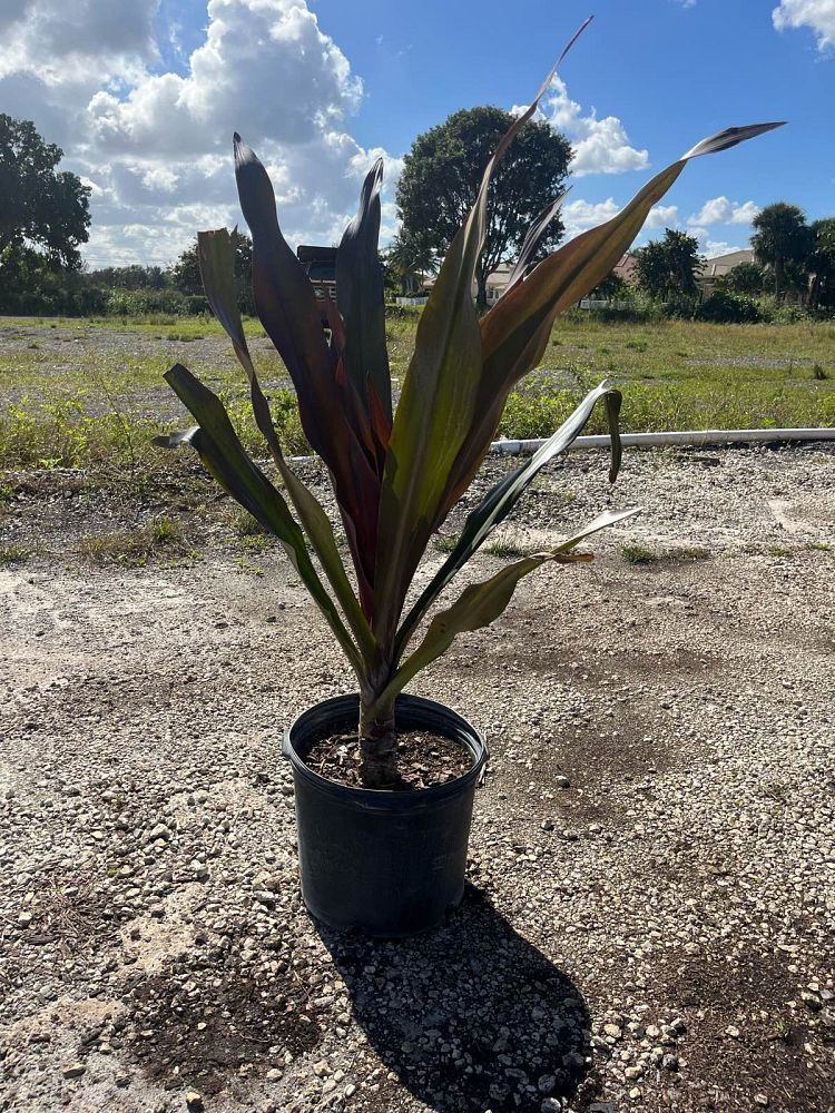 crinum-augustum-queen-emma-crinum-lily-queen-emma