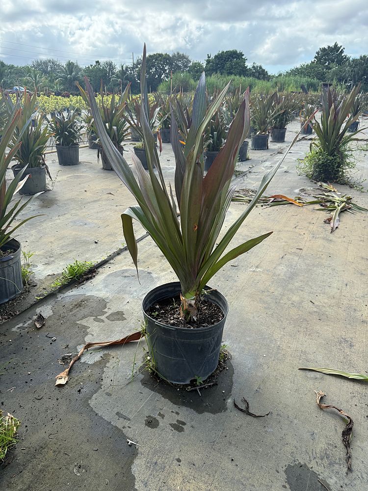 crinum-augustum-queen-emma-crinum-lily-queen-emma