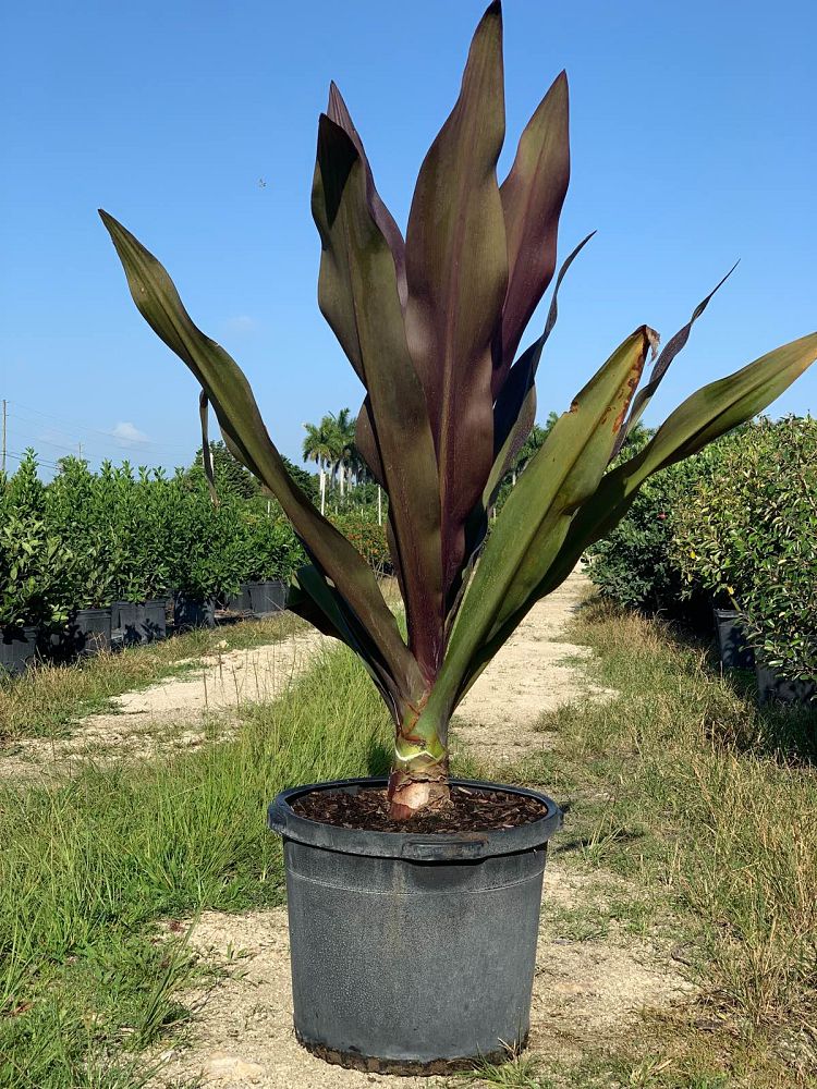 crinum-augustum-queen-emma-crinum-lily-queen-emma