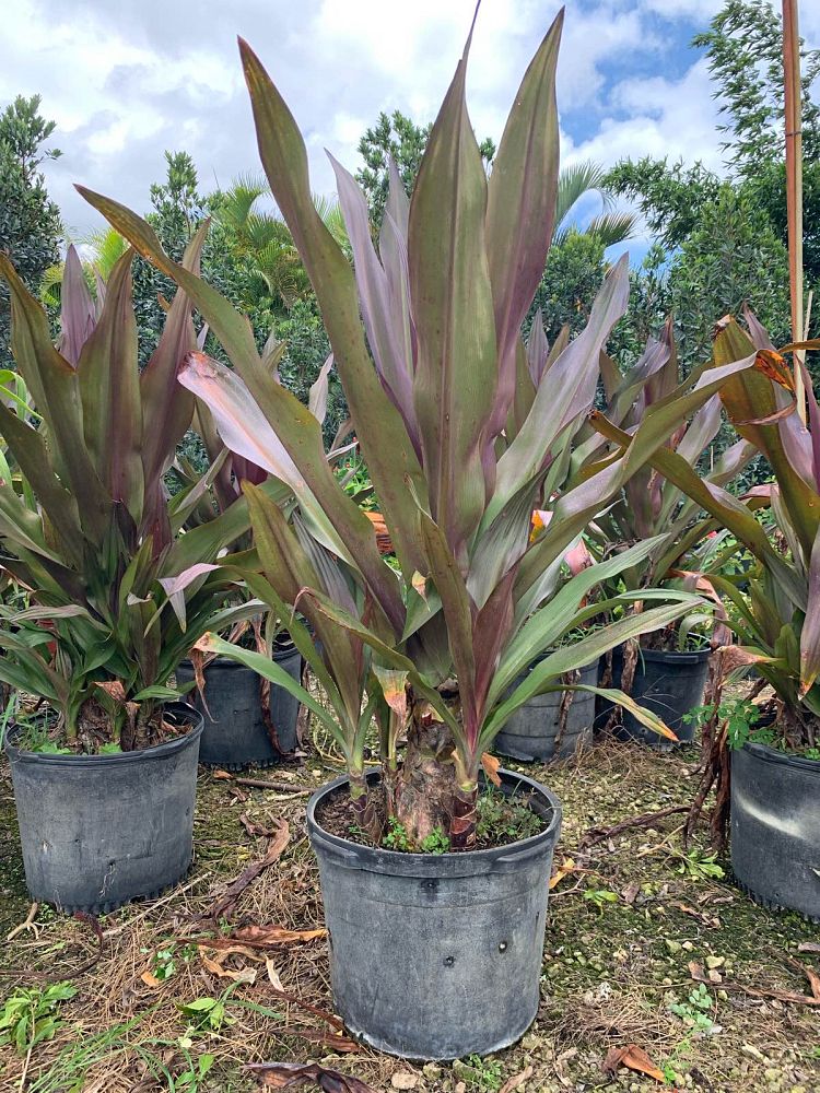 crinum-augustum-queen-emma-crinum-lily-queen-emma