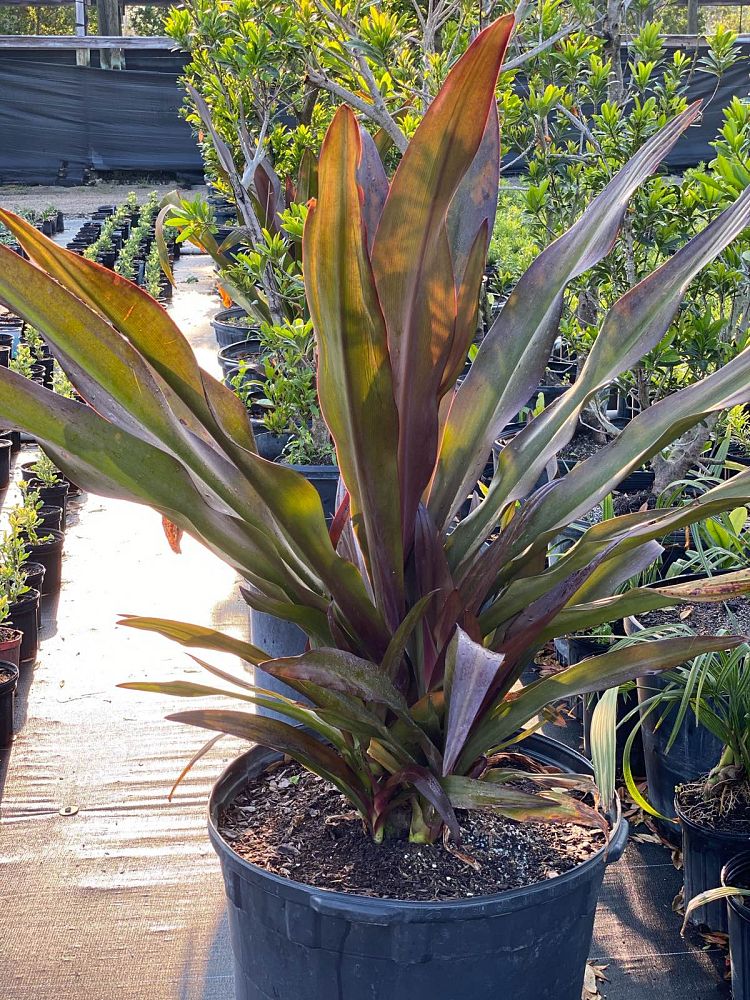 crinum-augustum-queen-emma-crinum-lily-queen-emma