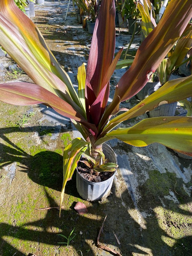 crinum-augustum-queen-emma-crinum-lily-queen-emma