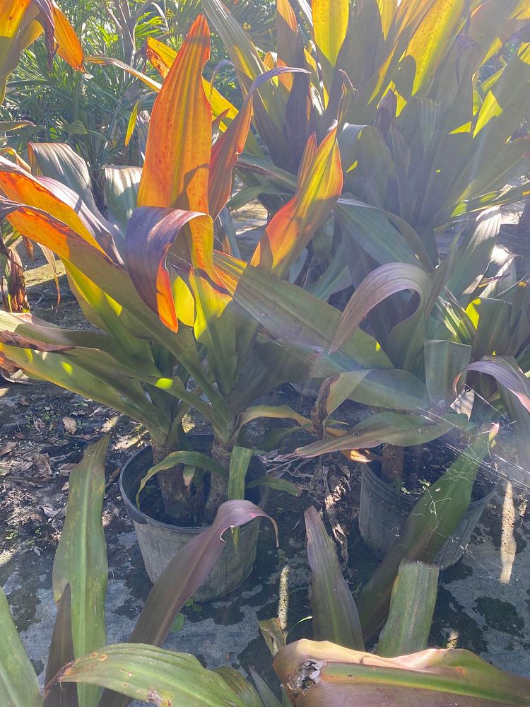 crinum-augustum-queen-emma-crinum-lily-queen-emma