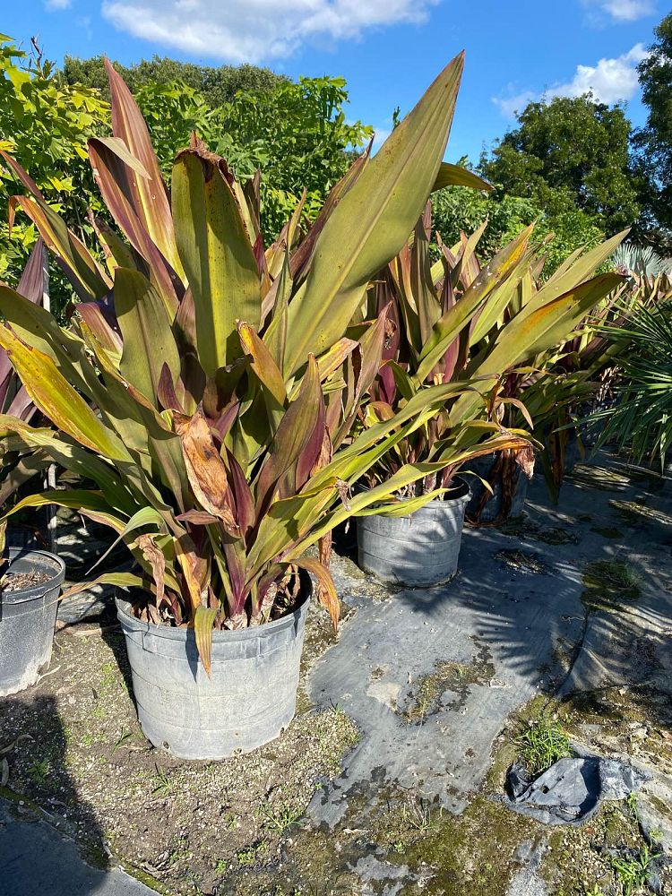 crinum-augustum-queen-emma-crinum-lily-queen-emma