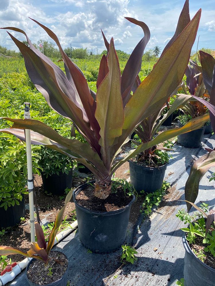 crinum-augustum-queen-emma-crinum-lily-queen-emma