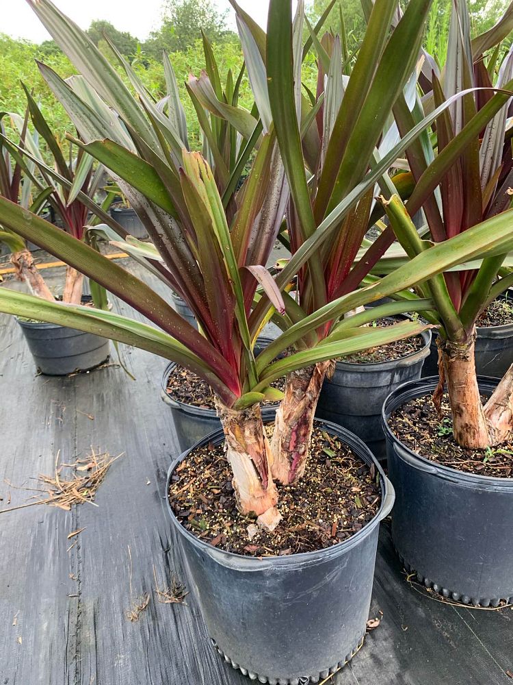 crinum-augustum-queen-emma-crinum-lily-queen-emma