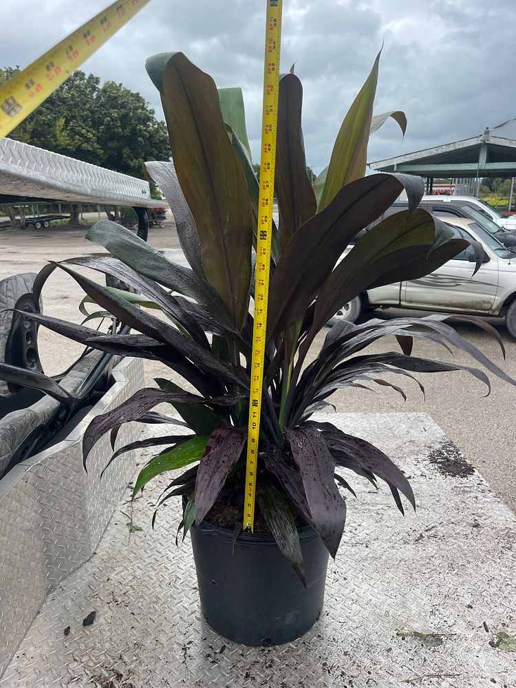 crinum-augustum-queen-emma-crinum-lily-queen-emma