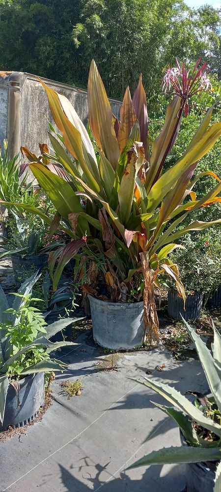 crinum-augustum-queen-emma-crinum-lily-queen-emma