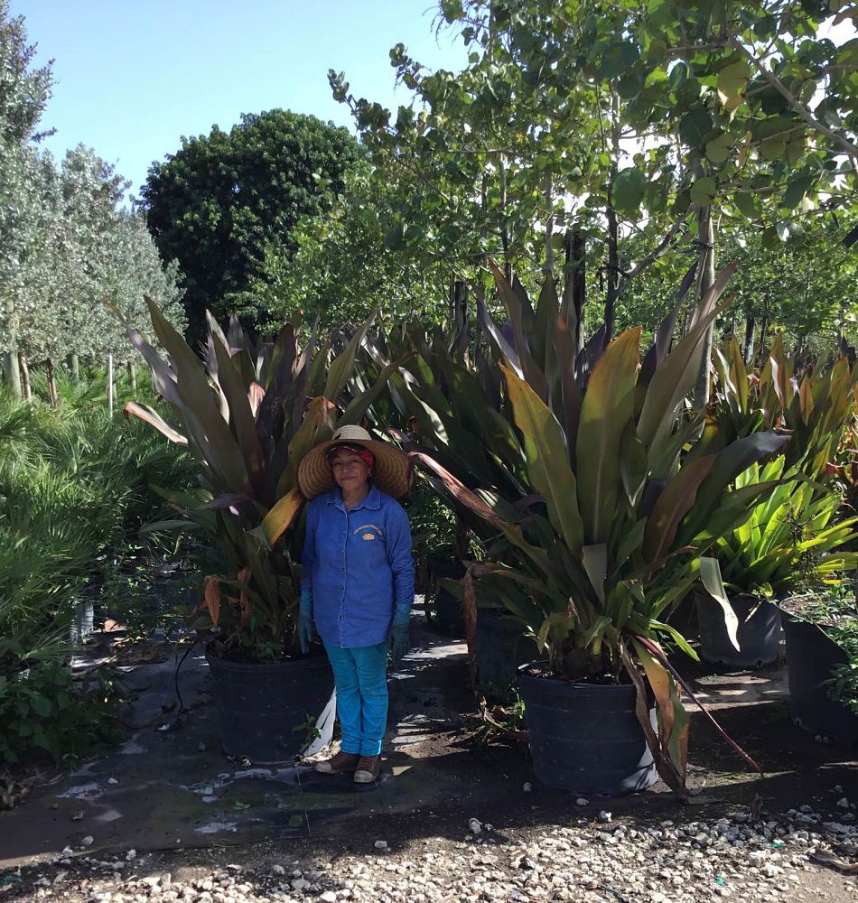 crinum-augustum-queen-emma-crinum-lily-queen-emma