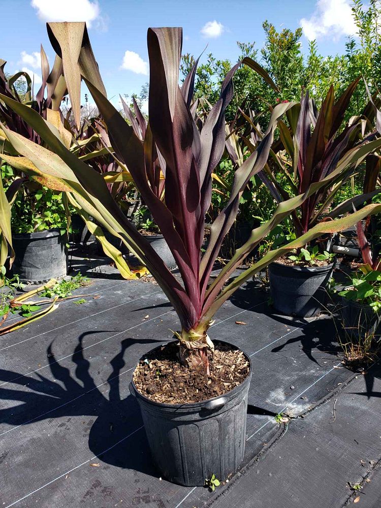 crinum-augustum-queen-emma-crinum-lily-queen-emma