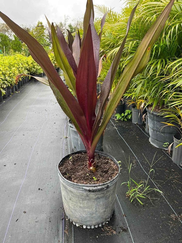 crinum-augustum-queen-emma-crinum-lily-queen-emma