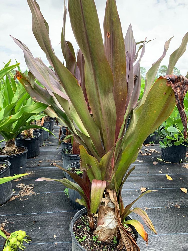 crinum-augustum-queen-emma-crinum-lily-queen-emma