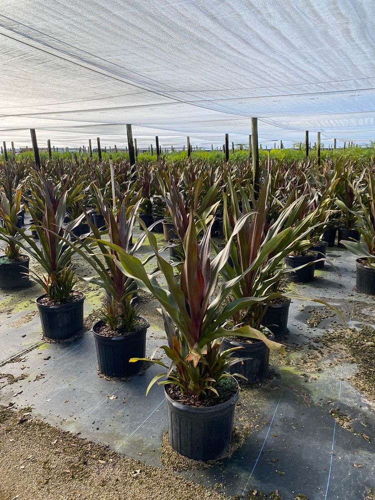 crinum-augustum-queen-emma-crinum-lily-queen-emma