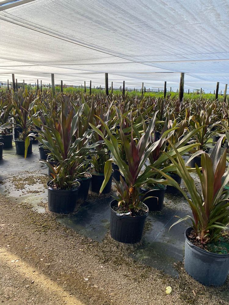 crinum-augustum-queen-emma-crinum-lily-queen-emma