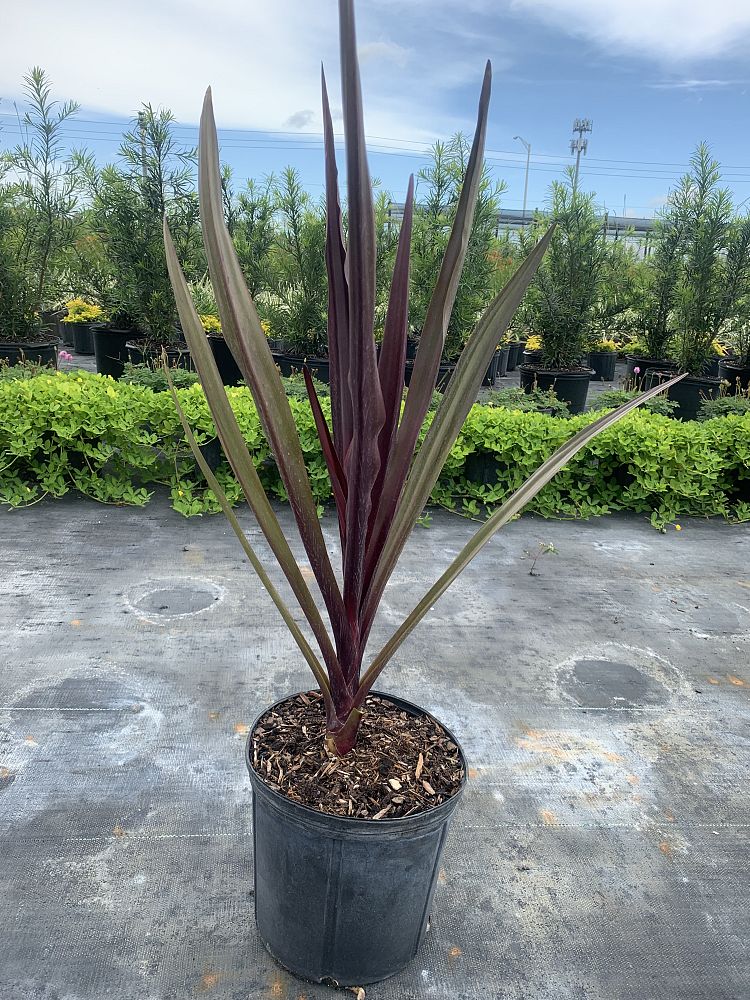 crinum-augustum-queen-emma-crinum-lily-queen-emma