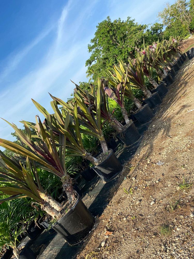 crinum-augustum-queen-emma-crinum-lily-queen-emma