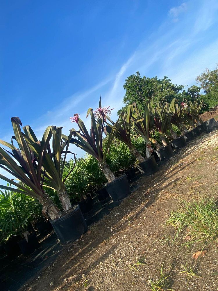 crinum-augustum-queen-emma-crinum-lily-queen-emma