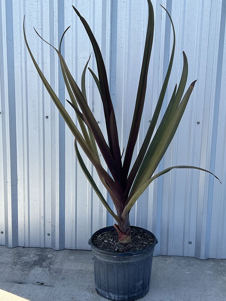 crinum-augustum-queen-emma-crinum-lily-queen-emma