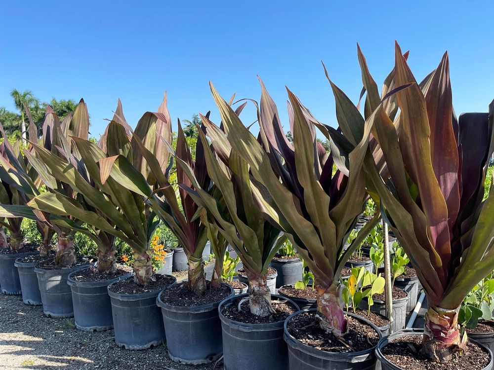 crinum-augustum-queen-emma-crinum-lily-queen-emma