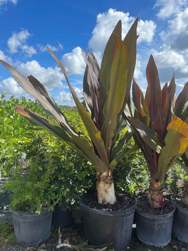 crinum-augustum-queen-emma-crinum-lily-queen-emma