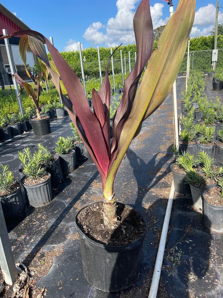 crinum-augustum-queen-emma-crinum-lily-queen-emma