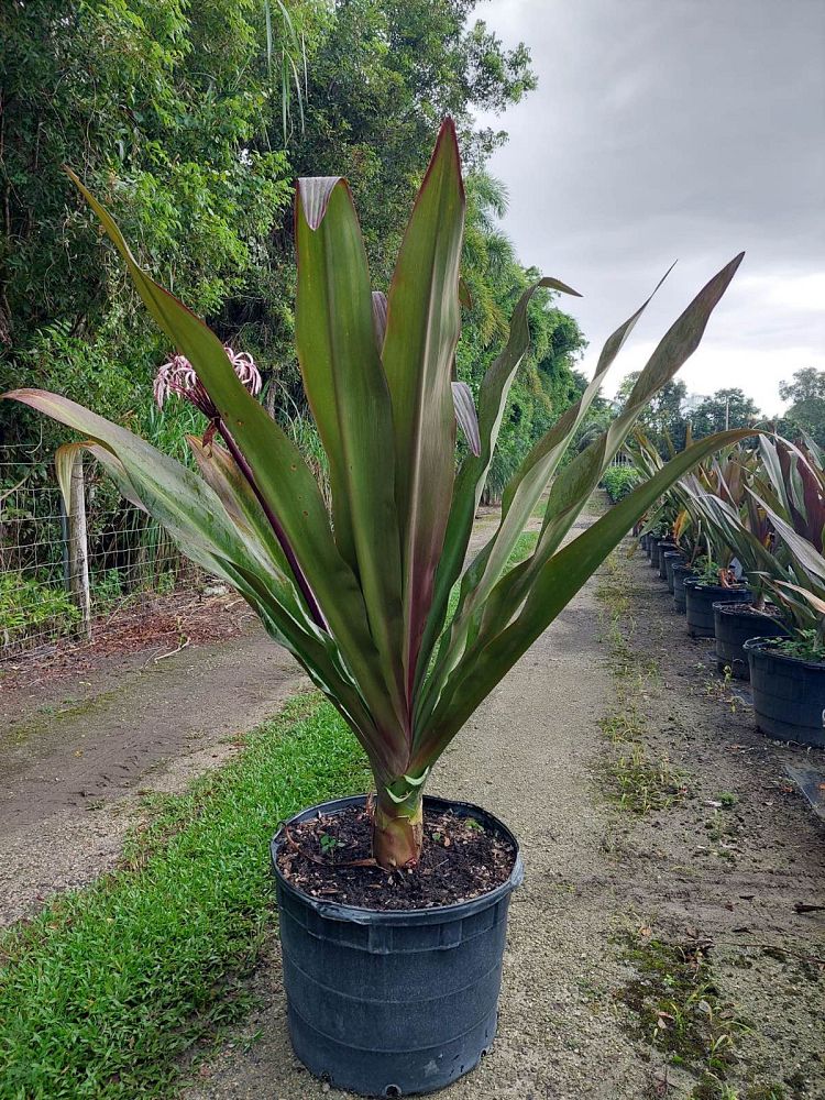 crinum-augustum-queen-emma-crinum-lily-queen-emma