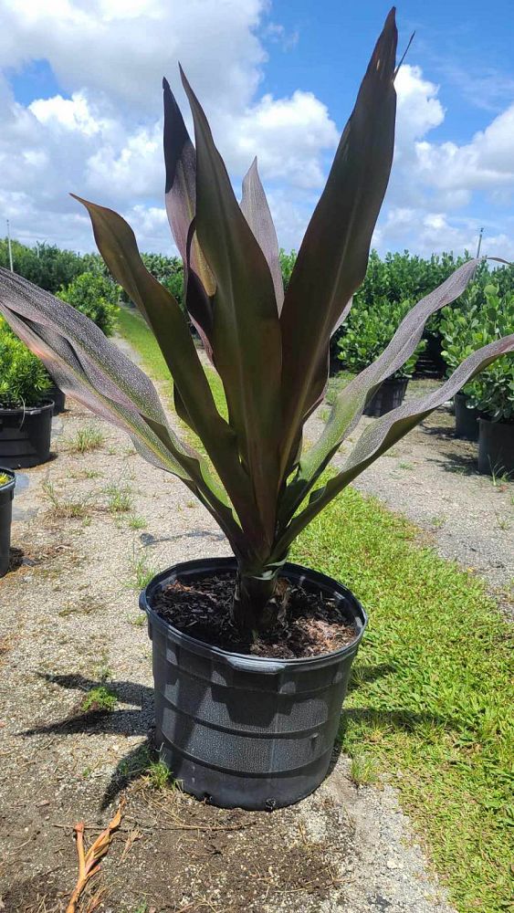 crinum-augustum-queen-emma-crinum-lily-queen-emma