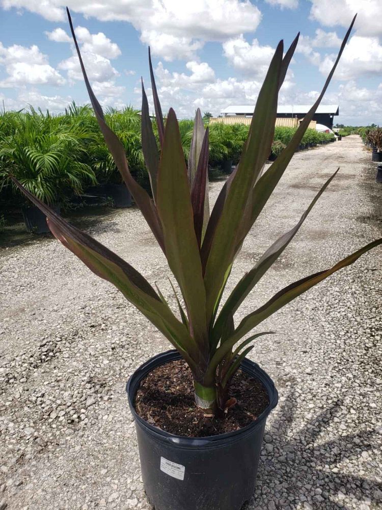 crinum-augustum-queen-emma-crinum-lily-queen-emma