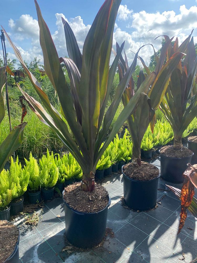 crinum-augustum-queen-emma-crinum-lily-queen-emma