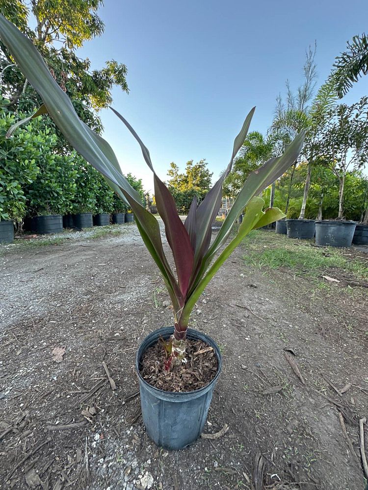 crinum-augustum-queen-emma-crinum-lily-queen-emma