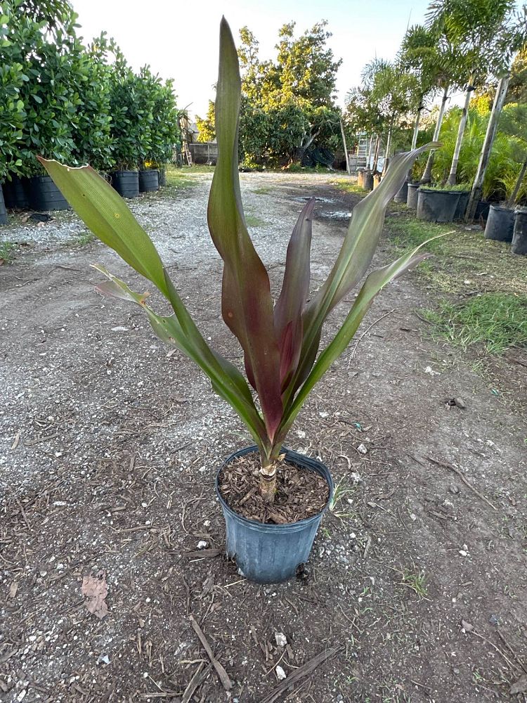 crinum-augustum-queen-emma-crinum-lily-queen-emma