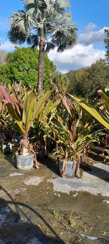 crinum-augustum-queen-emma-crinum-lily-queen-emma