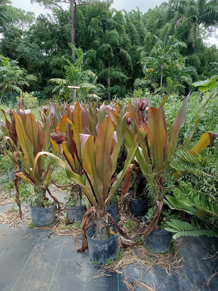 crinum-augustum-queen-emma-crinum-lily-queen-emma