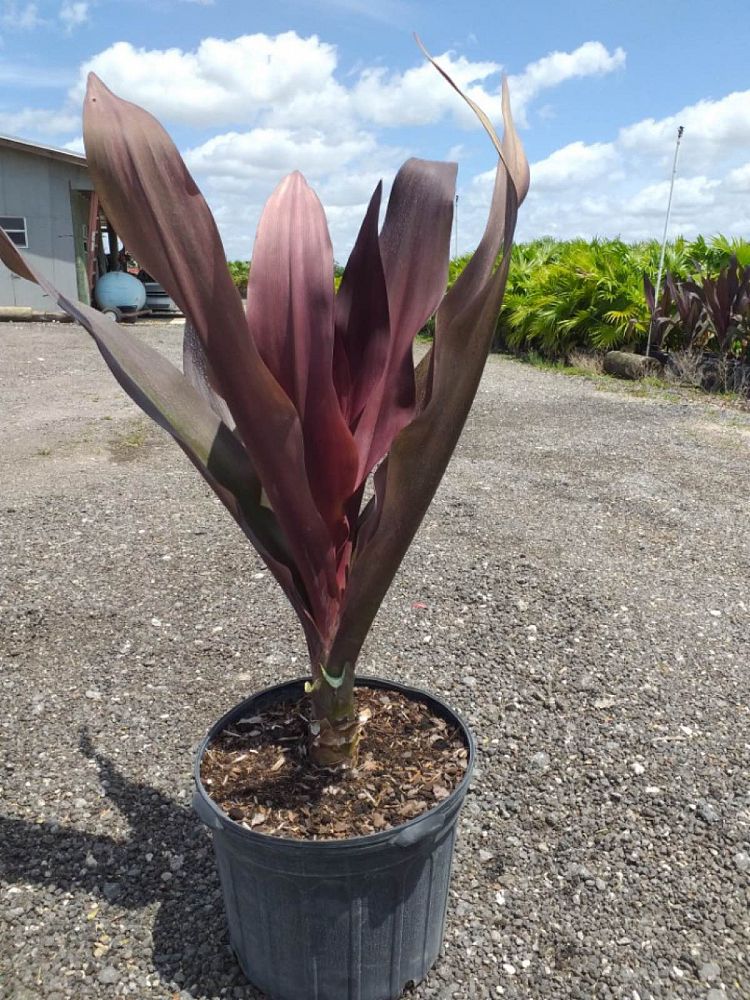 crinum-augustum-queen-emma-crinum-lily-queen-emma