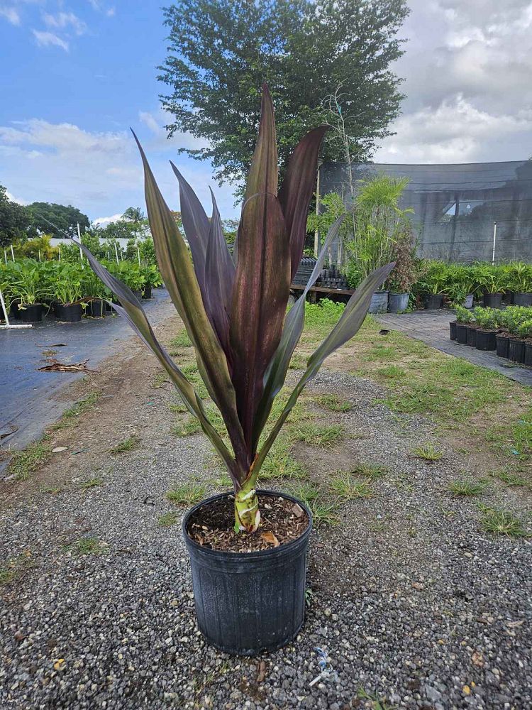 crinum-augustum-queen-emma-crinum-lily-queen-emma