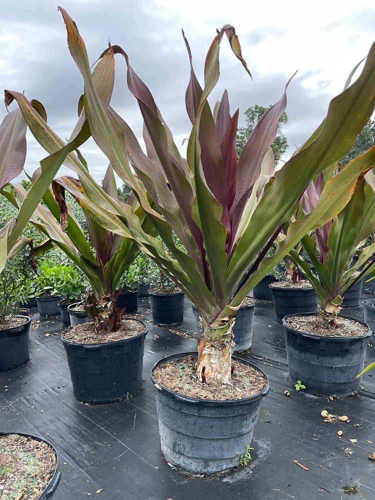 crinum-augustum-queen-emma-crinum-lily-queen-emma