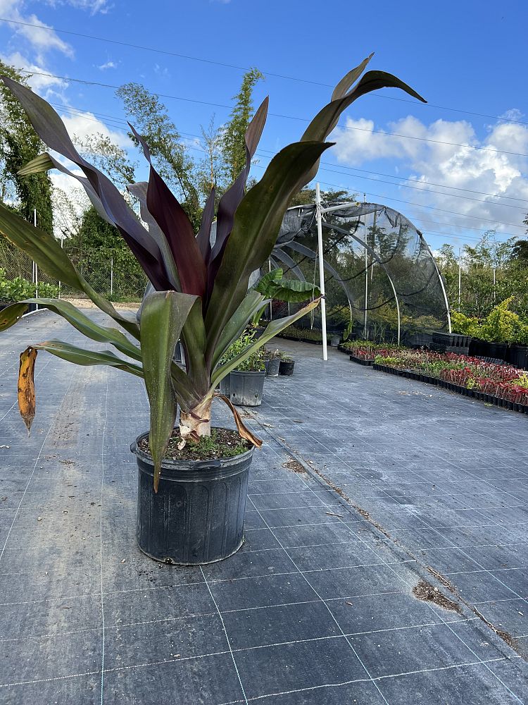 crinum-augustum-queen-emma-crinum-lily-queen-emma