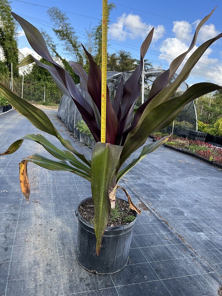 crinum-augustum-queen-emma-crinum-lily-queen-emma