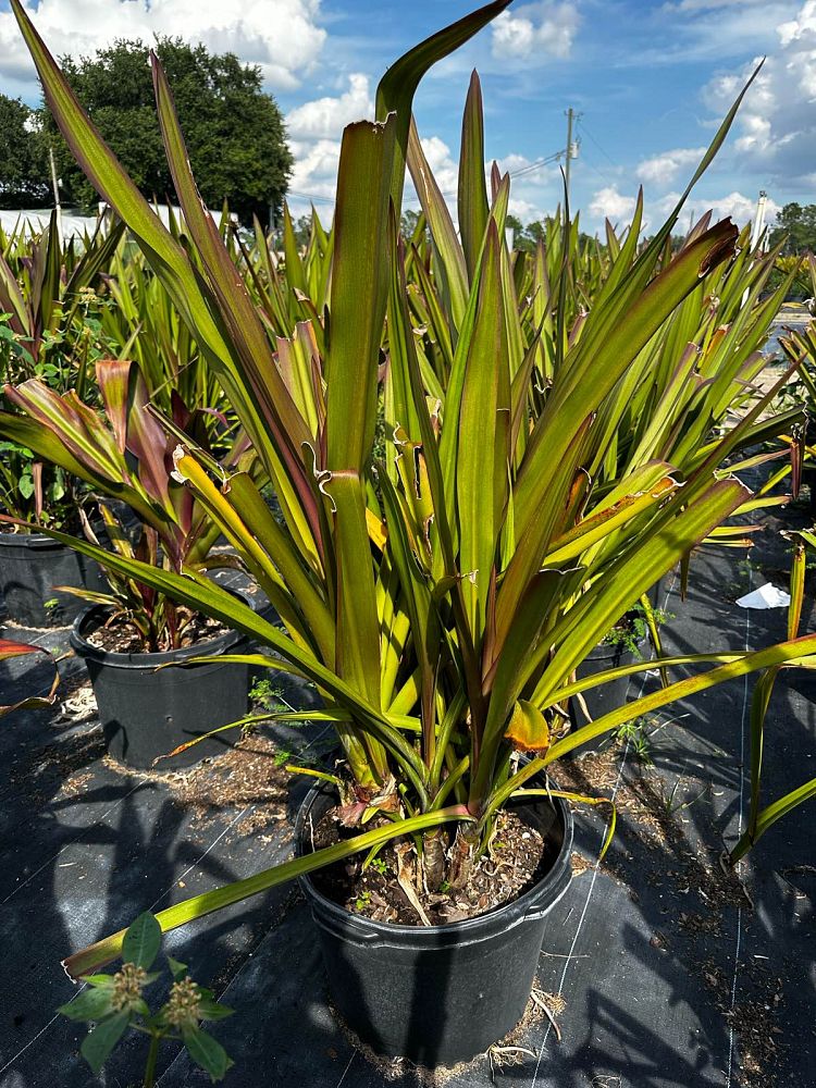 crinum-augustum-queen-emma-crinum-lily-queen-emma