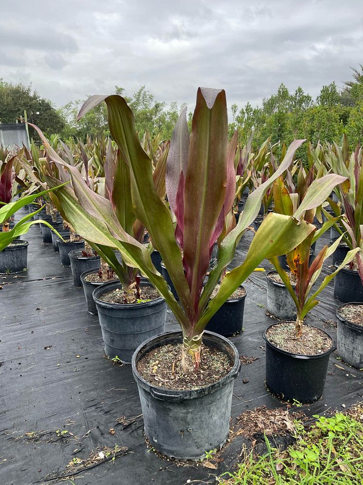 crinum-augustum-queen-emma-crinum-lily-queen-emma