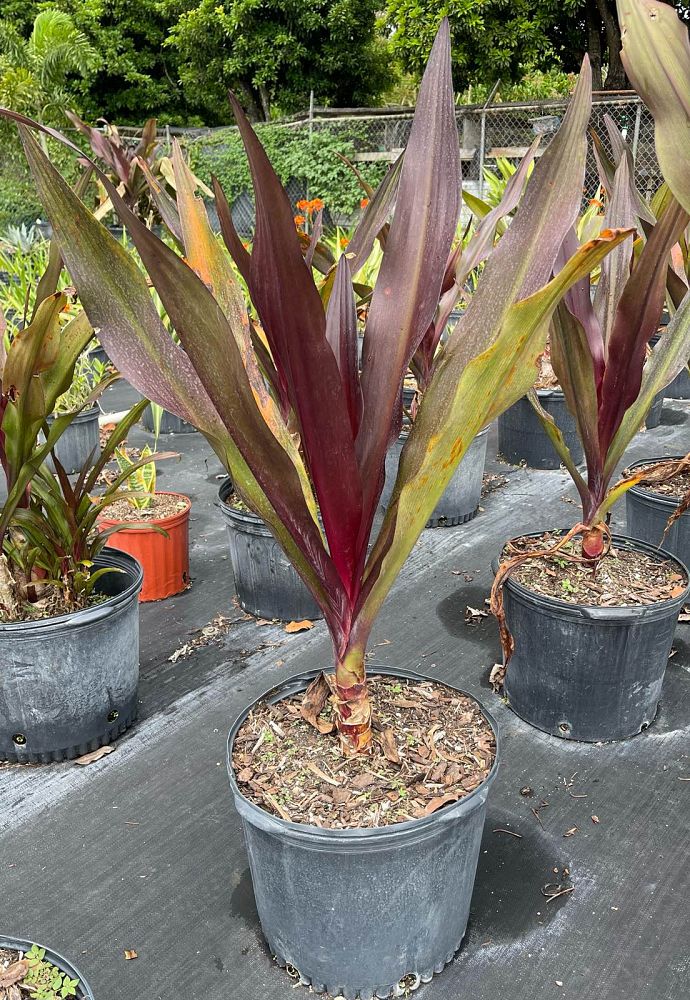 crinum-augustum-queen-emma-crinum-lily-queen-emma