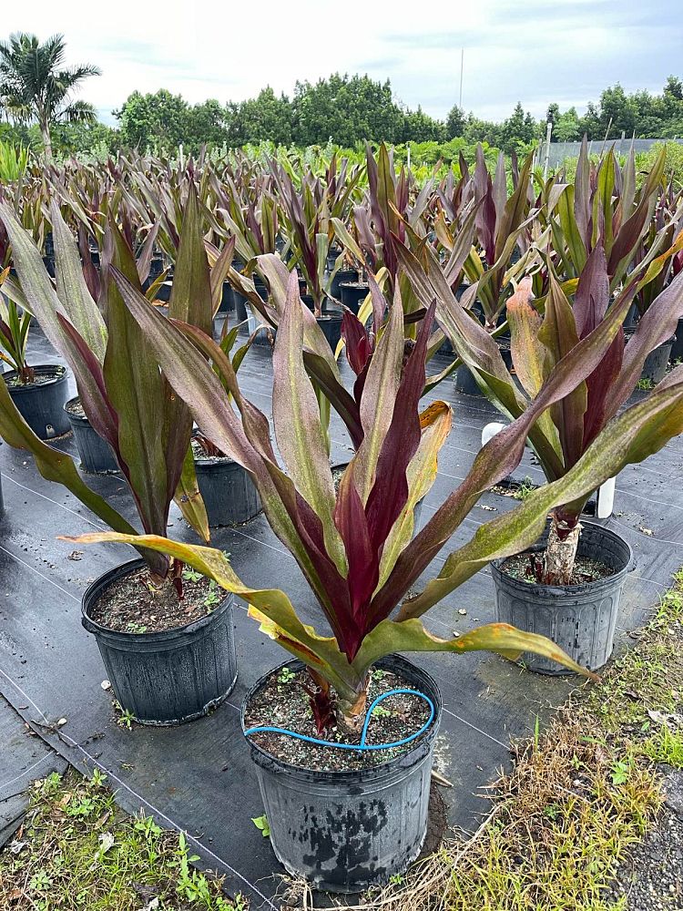crinum-augustum-queen-emma-crinum-lily-queen-emma