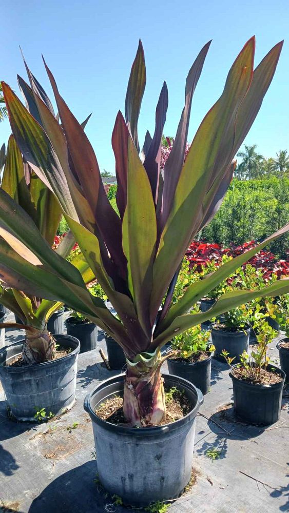 crinum-augustum-queen-emma-crinum-lily-queen-emma