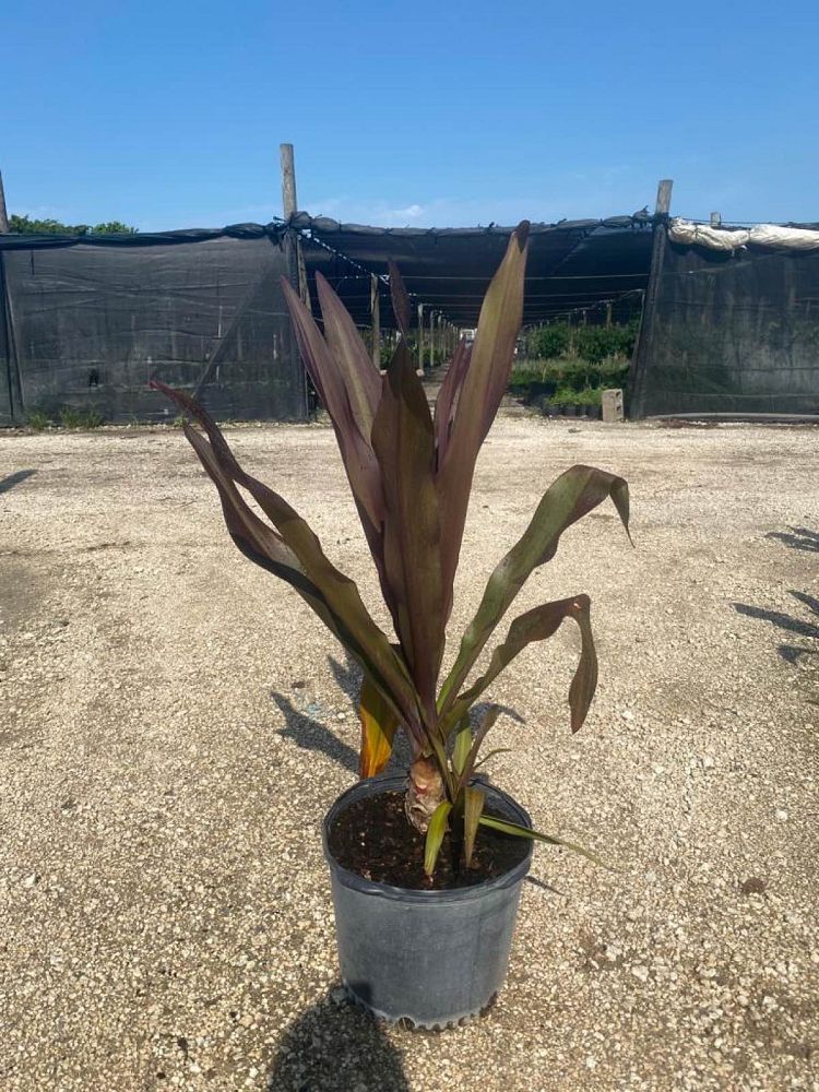 crinum-augustum-queen-emma-crinum-lily-queen-emma