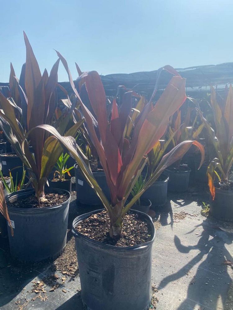 crinum-augustum-queen-emma-crinum-lily-queen-emma