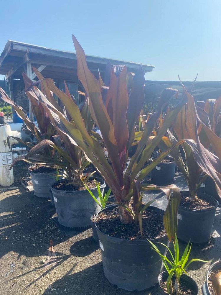 crinum-augustum-queen-emma-crinum-lily-queen-emma