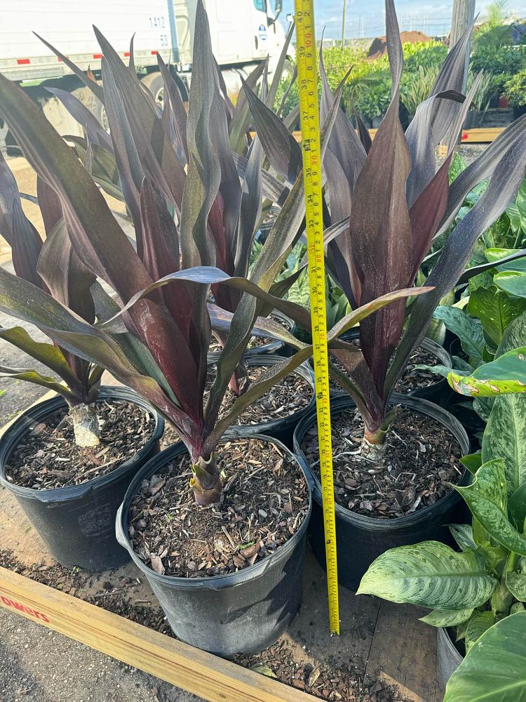 crinum-augustum-queen-emma-crinum-lily-queen-emma