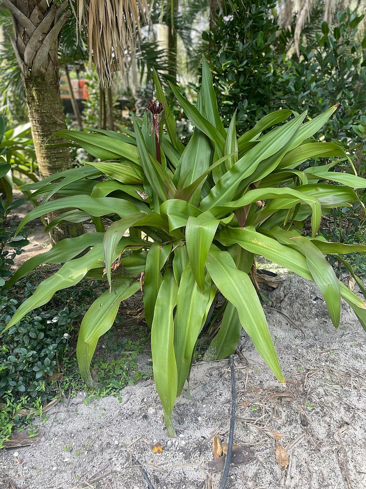 crinum-augustum-queen-emma-crinum-lily-queen-emma